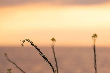Sunset blur with blade of grass in focus at lake Erie in Ohio