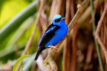 Red-legged Honeycreeper
blue bird