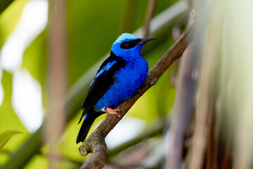 Red-legged Honeycreeper
blue bird