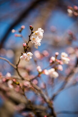 Cherry blossom in bloom Japnanese park