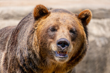 Threatening grizzly bear portrait
