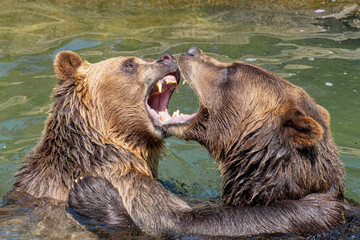 Playing and fighting grizzly bears 