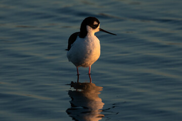 Close view of a black-necked stilt, seen in beautiful light in a North California marsh