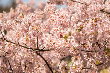 Cherry blossom in bloom Japnanese park