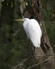 Great White Egret Stock Photo. Great White Egret perched displaying white feather plumage, body, head, beak, eye, black legs, with a blur background in its environment and habitat. Image. Picture.