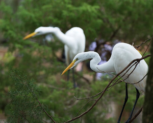 Great White Egret  Stock Photo.  Great White Egret perched displaying white feather plumage, head, beak, eye, white plumage with a blur background. Image. Picture. Portrait.