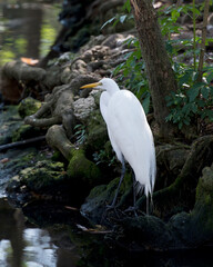 Great White Egret Stock Photo.  Great White Egret close-up profile view standing on moss rocks by the water with a tree and foliage background  in its environment and surrounding. Image. Picture. 