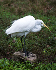 Fototapeta premium Great White Egret Stock Photo. Great White Egret stand on a moss rock and foliage with a green blur background in its environment and surrounding. Picture. Portrait. Image.