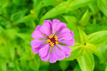 Obraz premium flowers in the garden