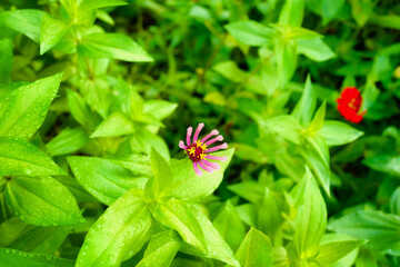 flowers in the garden