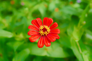 flowers in the garden