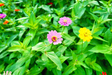 flowers in the garden