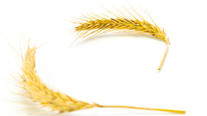 Rye grain. Whole, barley, harvest wheat sprouts. Wheat grain ear or rye spike plant isolated on white background, for cereal bread flour. Rich harvest Concept.