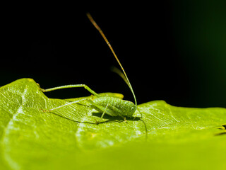 green grasshopper on a leaf