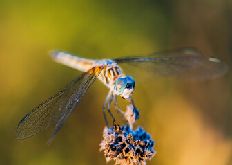 blue dragonfly on a branch