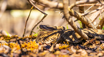 Rattlesnake