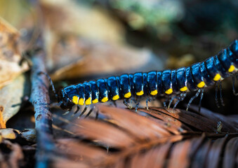 millipede