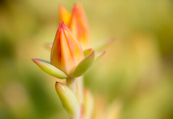 Orange succulent bloom with different depths of field. 