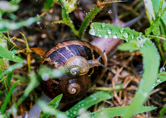 snail on a snail