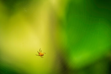 spider on a web
