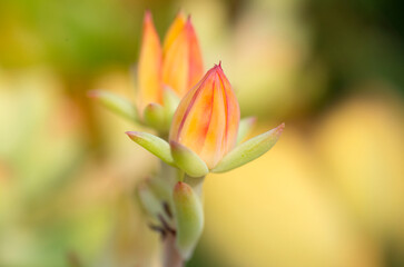 Fototapeta premium Orange succulent bloom with different depths of field. 