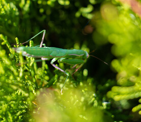 green grasshopper on a green leaf