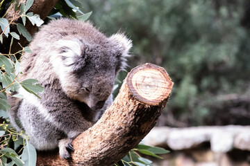 Sleeping Koala in South Australia