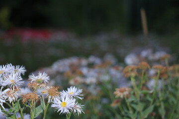 daisies in a field