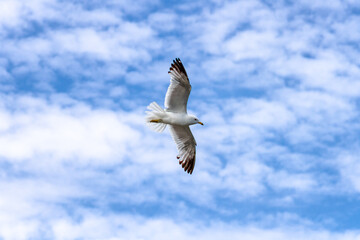 Gull flying with spread wings against the sky, Ontario, Canada