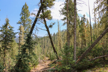 trees in the forest