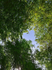 Green bamboo leaves for background