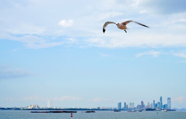 View of a seagull flying over the lower Manhattan skyline in New York City