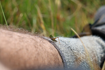 Grasshopper on leg