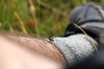 Grasshopper on leg