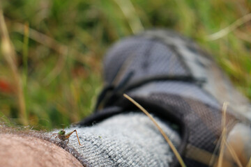 Grasshopper on leg