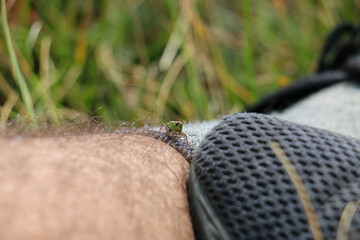 Grasshopper on leg