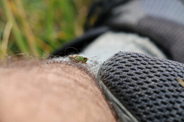 Grasshopper on leg