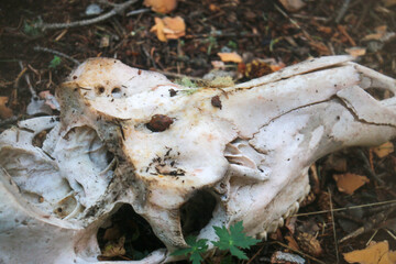 cow skull in the forest