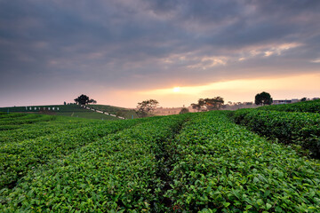 Fototapeta na wymiar Green Tea Plantation in Twilight Time at Chui Fong Tea Plantation, Chiang Rai, Thailand