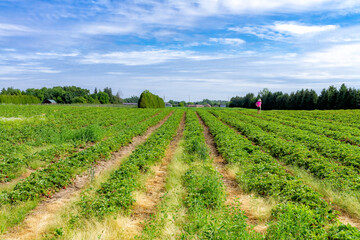 Fototapeta na wymiar Strawberry Fields Farm in Brantford, Ontario, Canada