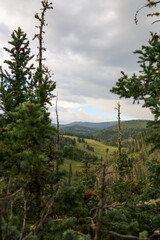 forest in the mountains