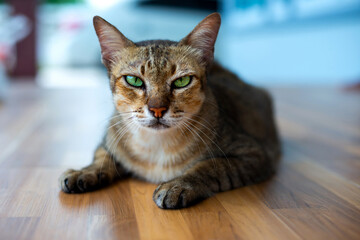 Brown fat thai cat looking camera.Beaitiful Cat poses to me.