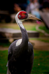 Naklejka premium Zoo