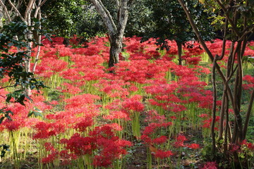 彼岸花