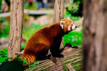 Fototapeta premium Zoo