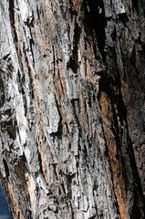photography with texture on tree trunk