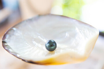 Beautiful, shiny black Tahitian pearls in an oyster shell