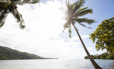 Jungle palm trees on a tropical island