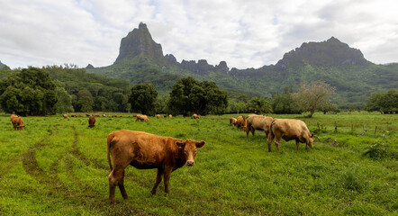 Fototapeta na wymiar Cows graze at the base of Mount Tohivea on Moorea Island in French Polynesia