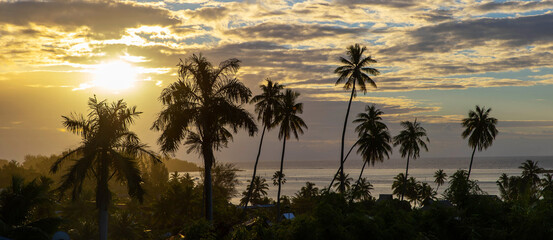 Panoramic view of beautiful palm trees during sunset on a tropical island in French Polynesia